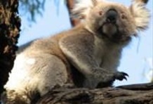 Grand Blue Mountains